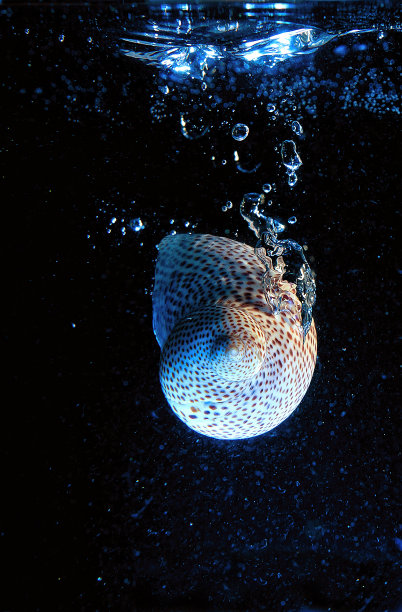 海贝壳图片下载