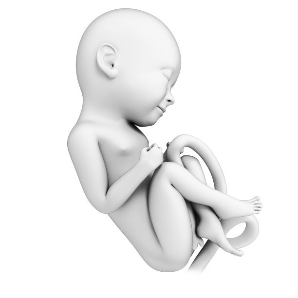 胎儿月8图片下载