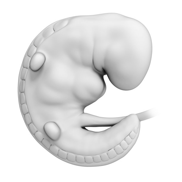 胎儿月1图片下载