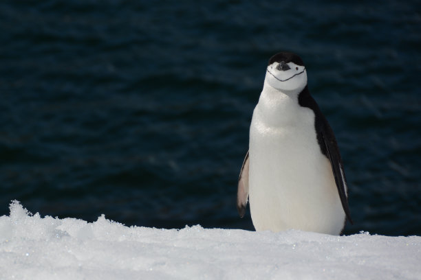 微笑的企鹅图片下载