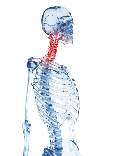 玻璃骨架-颈部疼痛图片下载