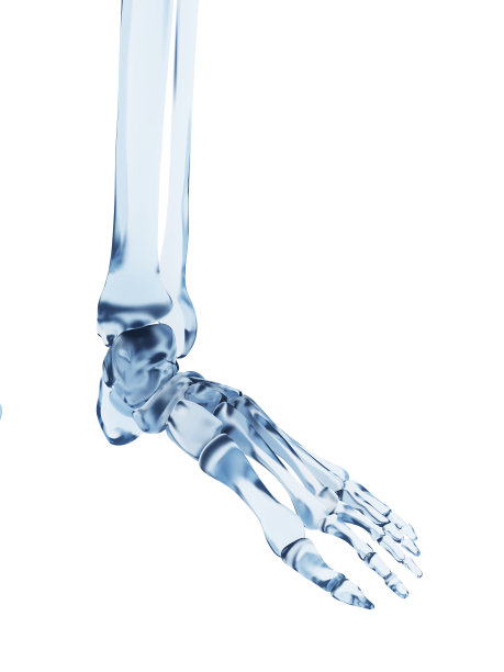 玻璃骨架-脚图片下载