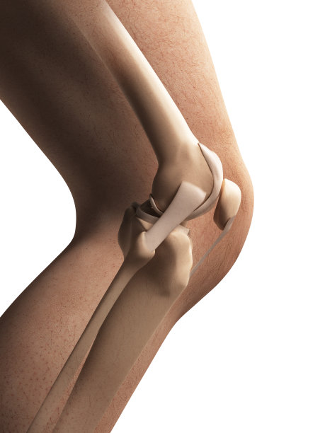 膝盖图片素材ID：108493480