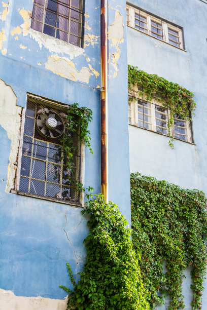 长满常春藤的建筑图片下载