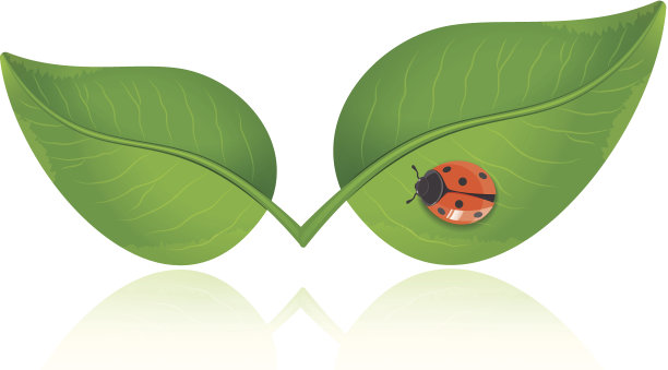 绿叶和瓢虫图片下载