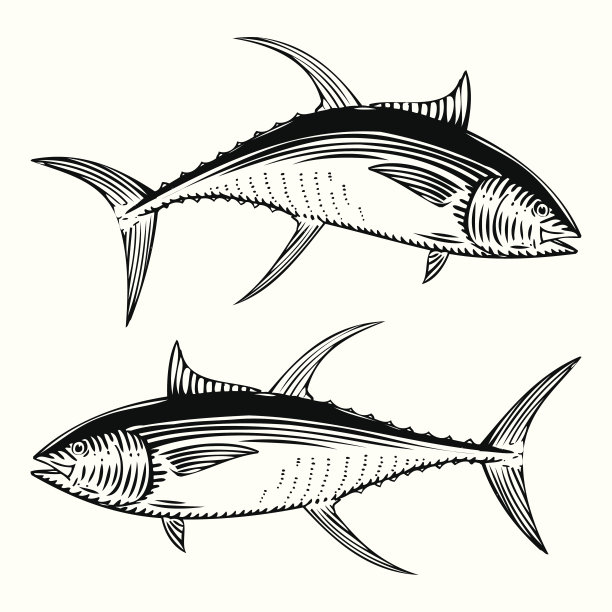 黄鳍金枪鱼图片下载