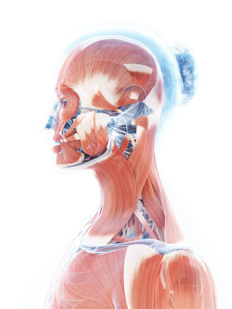 女性肌肉系统-颈部图片下载