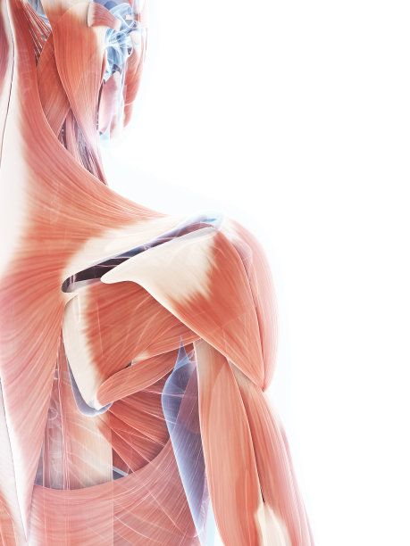 女性肌肉系统-肩部图片下载
