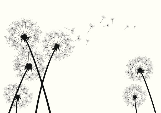 蒲公英的背景图片下载