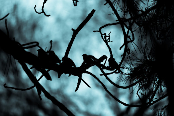 树枝上的鸟儿图片下载