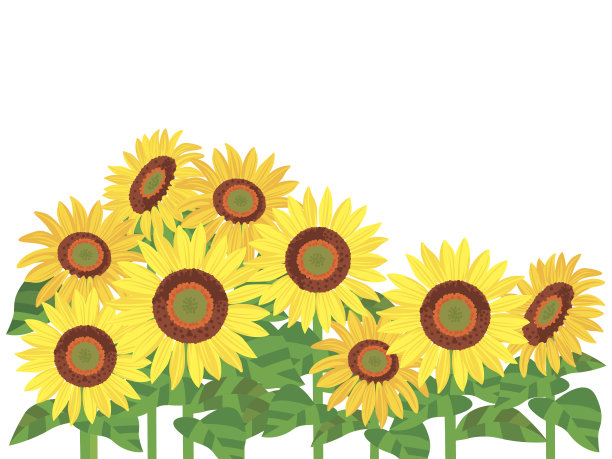 白色背景的向日葵图片下载