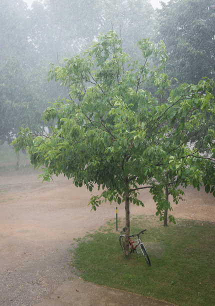 公园里的雨图片下载