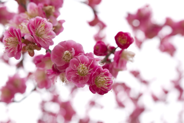 春天盛开的李子花素材图片