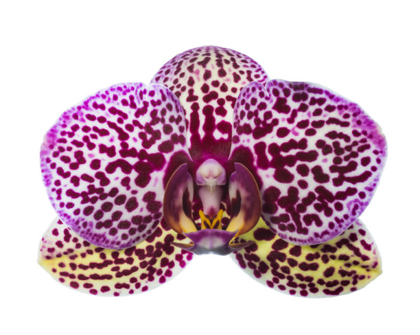 兰花的不同寻常的颜色，特写图片下载