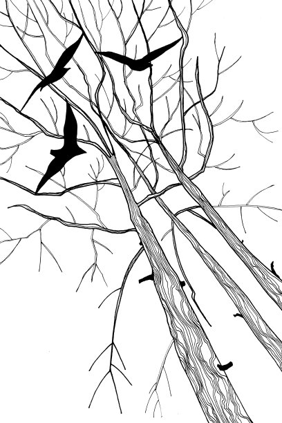 黑色的鸟图片下载