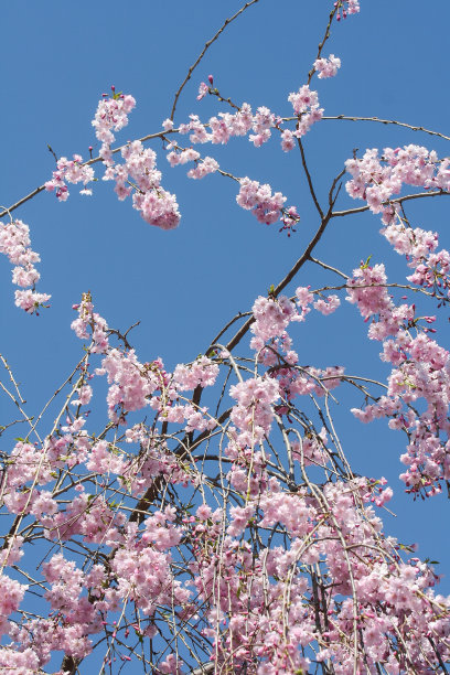 粉红色的花朵图片下载