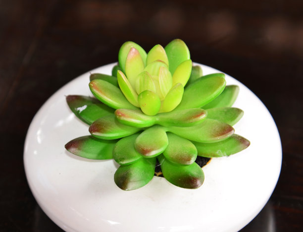 仙人掌的植物图片下载