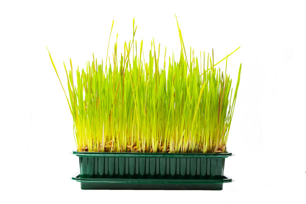 新鲜的绿色发芽燕麦图片下载