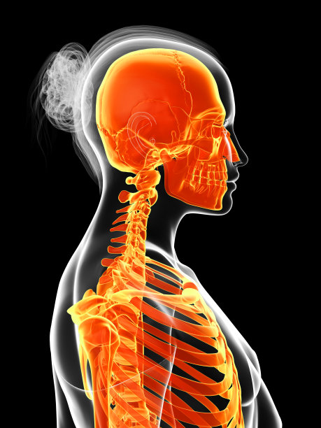 女性-橙色骨架图片下载