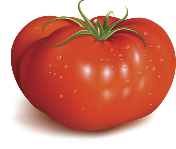红色成熟的西红柿图片下载