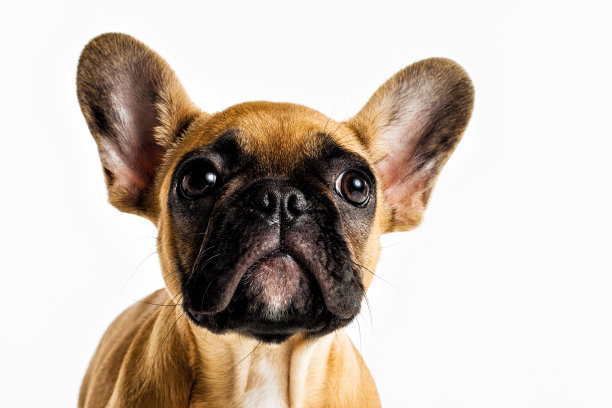 法国斗牛犬小狗图片下载