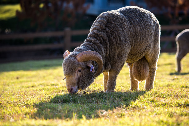 美利奴图片下载