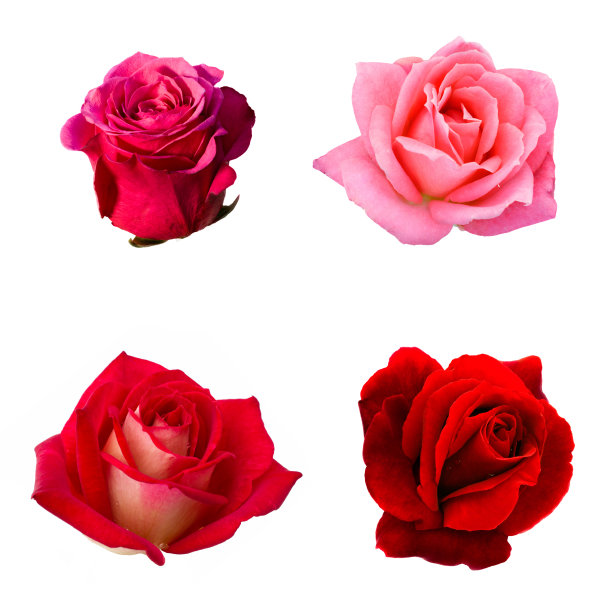 四朵玫瑰拼贴画图片下载