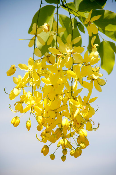 开花桂皮图片下载