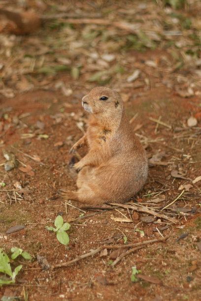 草原土拨鼠图片下载