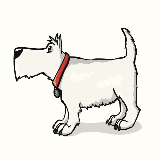 西部高地白梗犬图片下载