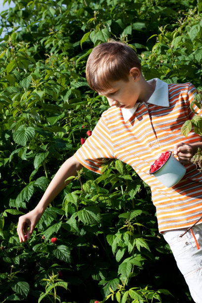 树莓图片下载