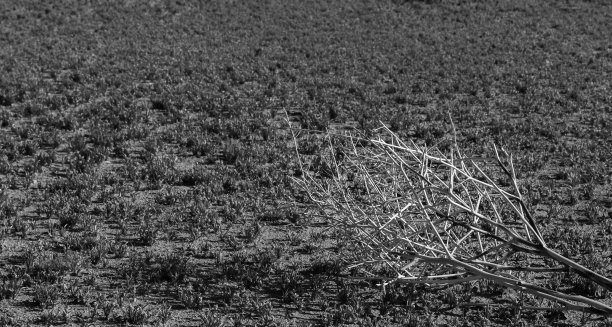 现场植物全帧拍摄图片下载