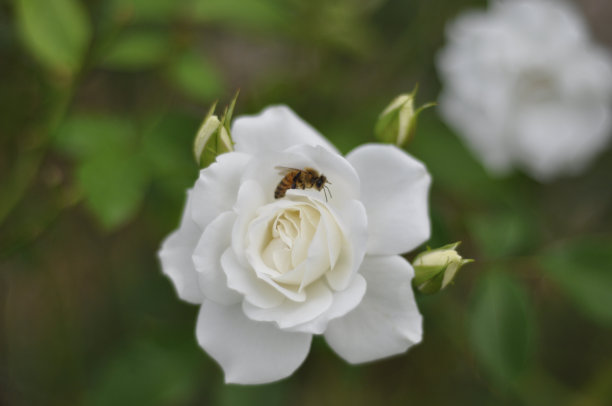 蜜蜂在花朵图片下载