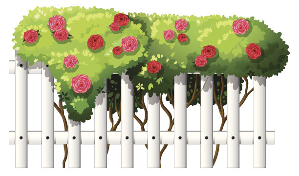 白色的木栅栏上有开花的植物图片下载
