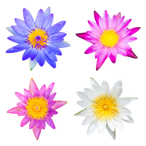 类型的百合花图片下载