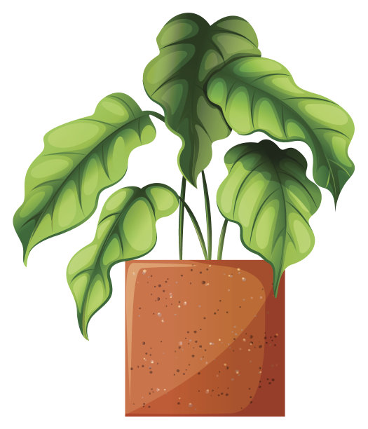 绿叶观赏植物图片下载