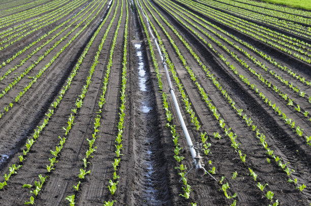 田间作物图片下载