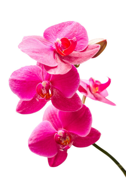 紫色的兰花开小枝带芽图片下载