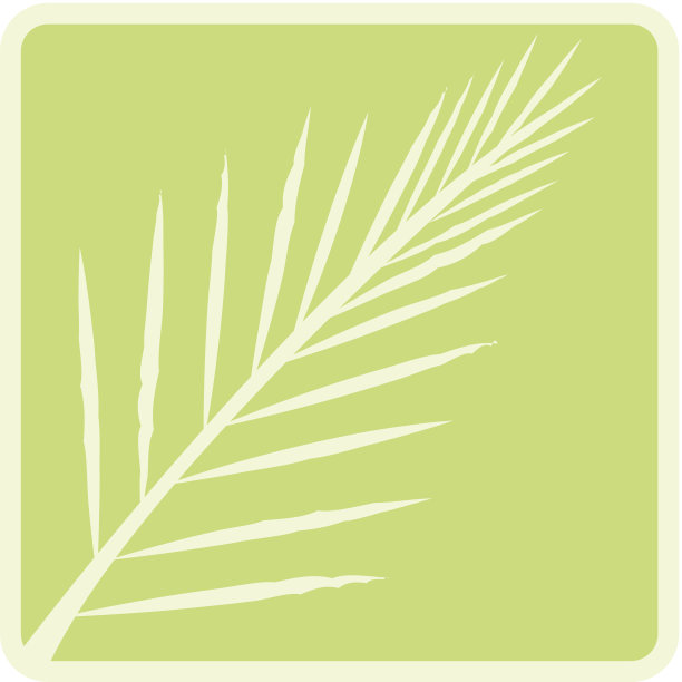 棕榈分支C图片下载