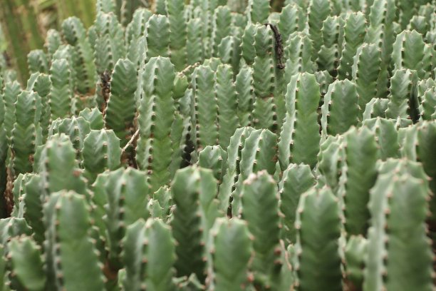 大戟属植物,仙人掌。图片下载