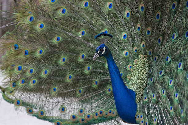 炫耀羽毛的孔雀图片下载