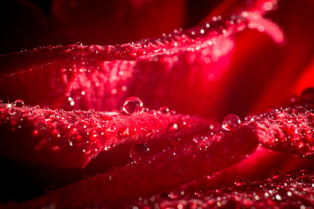 滴在玫瑰花瓣上。图片下载