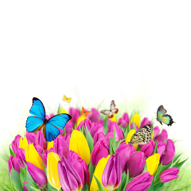 一束漂亮的郁金香。图片下载