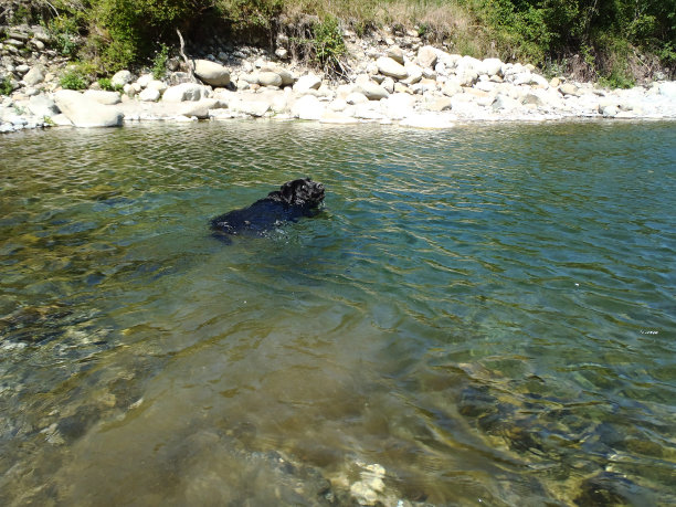 游泳拉布拉多图片下载