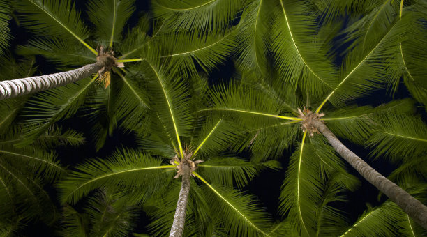 椰子树图片下载
