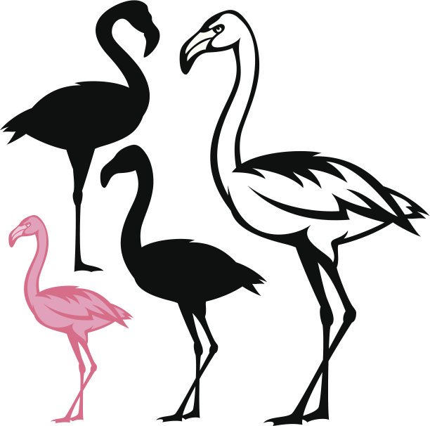 火烈鸟集图片下载
