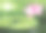池塘边有粉红色的花图片下载