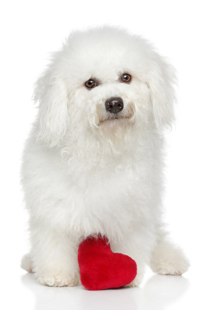 红心比熊犬图片下载