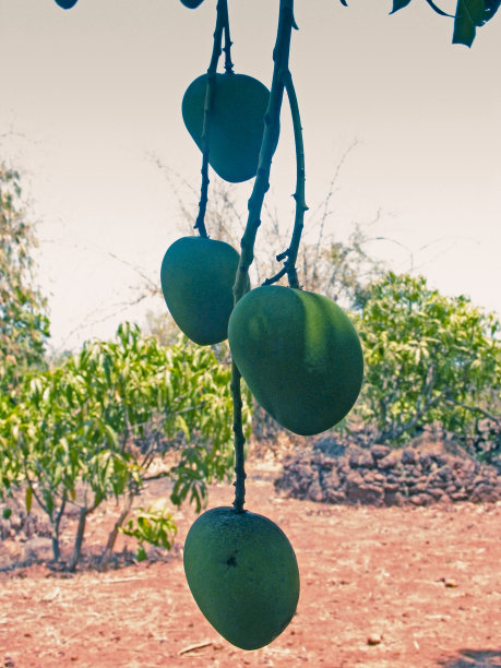 挂在树上的芒果。图片下载