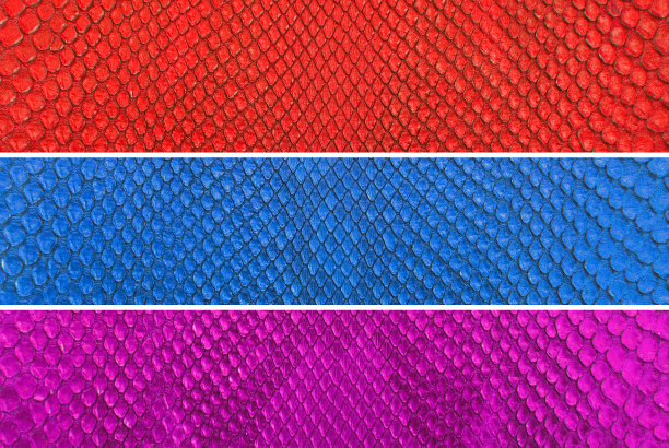 一套彩色蟒蛇皮肤纹理背景。图片下载